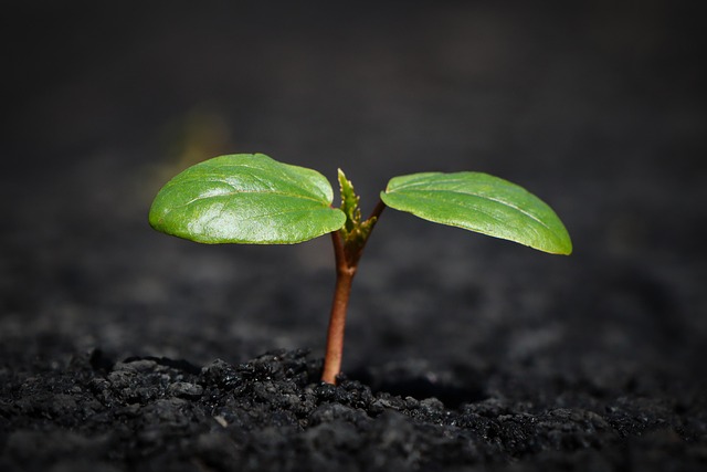 plant 8338691 640