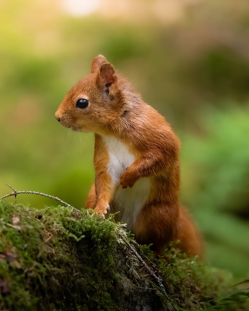 squirrel 9834881 640