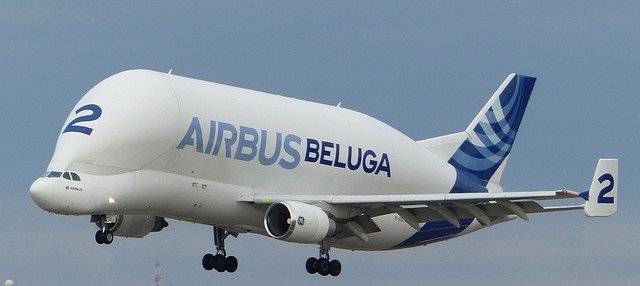 beluga 2665147 640