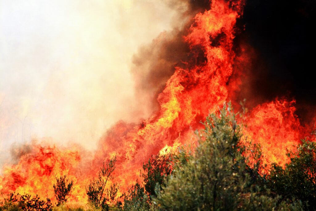 foret en flammes